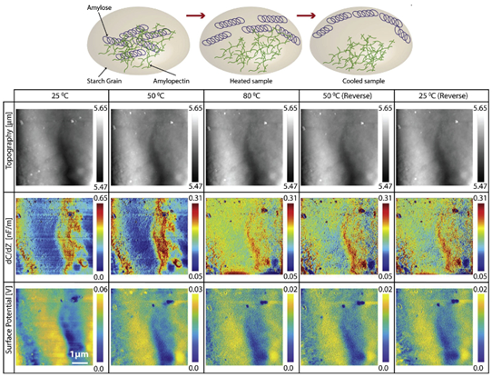图2 ：一个升降温周期内，淀粉粒中直链和支链淀粉的相互作用状态。从形貌，dC/dZ和表面电势变化来看，温度升高至80度后，再冷却至室温，淀粉粒内部会产生不可逆的变化，带来表面电特性的重组。 
