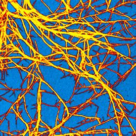 AFM image showing the photoconductive properties of a photovoltaic material