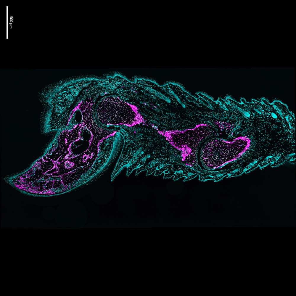 未受伤成年鼠指（12周龄小鼠）
