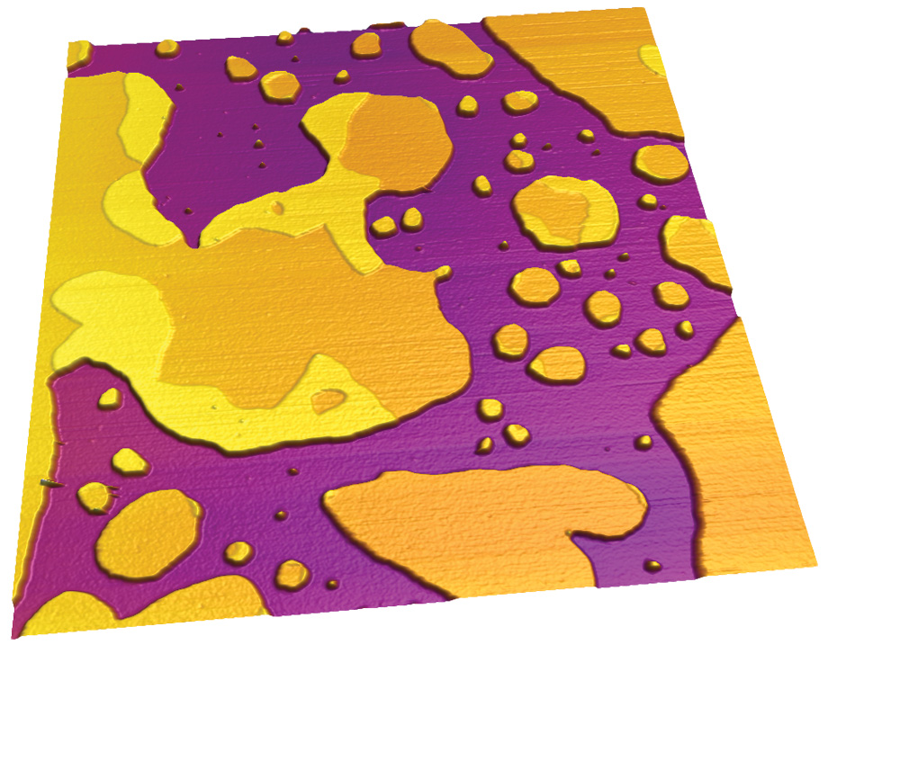 Mixed lipid bilayer imaged in tapping mode on a Cypher ES AFM, 3um scan.