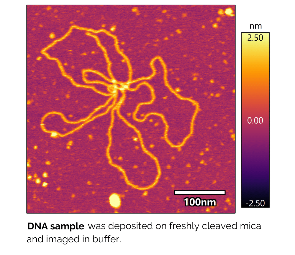 Jupiter Liquid Imaging AFM Image DNA